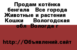 Продам котёнка бенгала - Все города Животные и растения » Кошки   . Вологодская обл.,Вологда г.